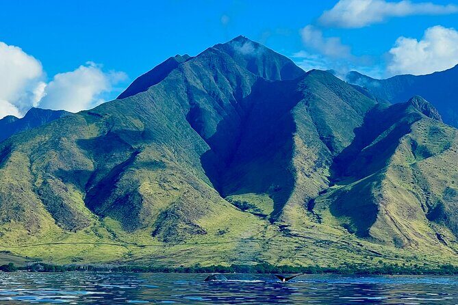 Kayak, Whale Watch, and Snorkel With Optional Photo and Video - The Itinerary: What You Can Expect