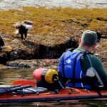 Kayaking with Whales and Wildlife - The Practical Side: Pricing and Bookings