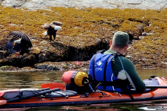 Kayaking with Whales and Wildlife - The Practical Side: Pricing and Bookings