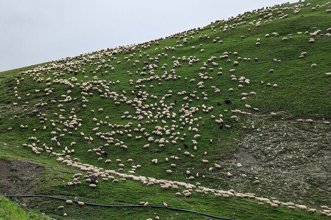 Kazbegi & Gudauri Private Full-Day Tour From Tbilisi - Who Should Consider This Tour?