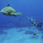 Kealakekua Bay Snorkel & Dolphin Watch In Kona - Marine Life and Snorkeling Experience