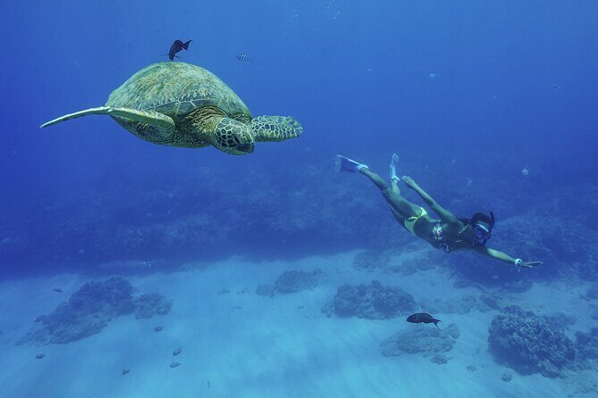 Kealakekua Bay Snorkel & Dolphin Watch In Kona - Marine Life and Snorkeling Experience