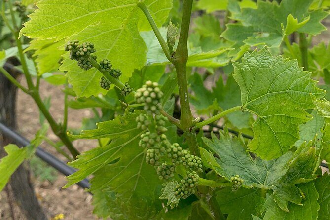 Kefalonia Wine Tour on E-Bikes - Final Thoughts