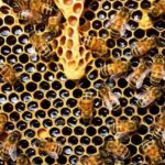 Kefalonia:Private Olive Oil, Honey & Wine Tasting Experience - What Makes This Tour Stand Out