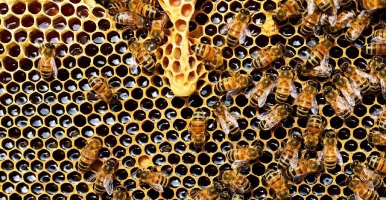 Kefalonia:Private Olive Oil, Honey & Wine Tasting Experience - What Makes This Tour Stand Out