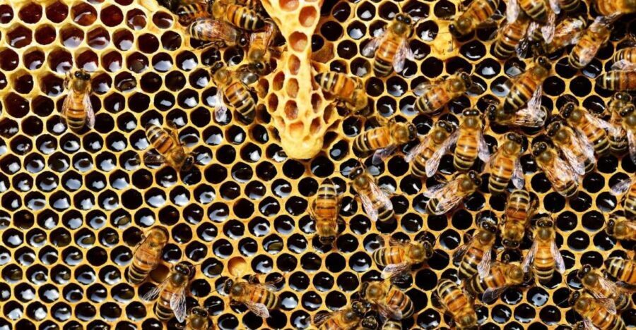 Kefalonia:Private Olive Oil, Honey & Wine Tasting Experience - What Makes This Tour Stand Out