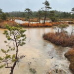 Kemeri National Park Guided Tour - The Highlights: Nature, Wildlife, and Views