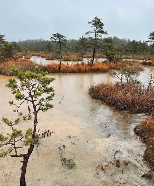 Kemeri National Park Guided Tour - The Highlights: Nature, Wildlife, and Views