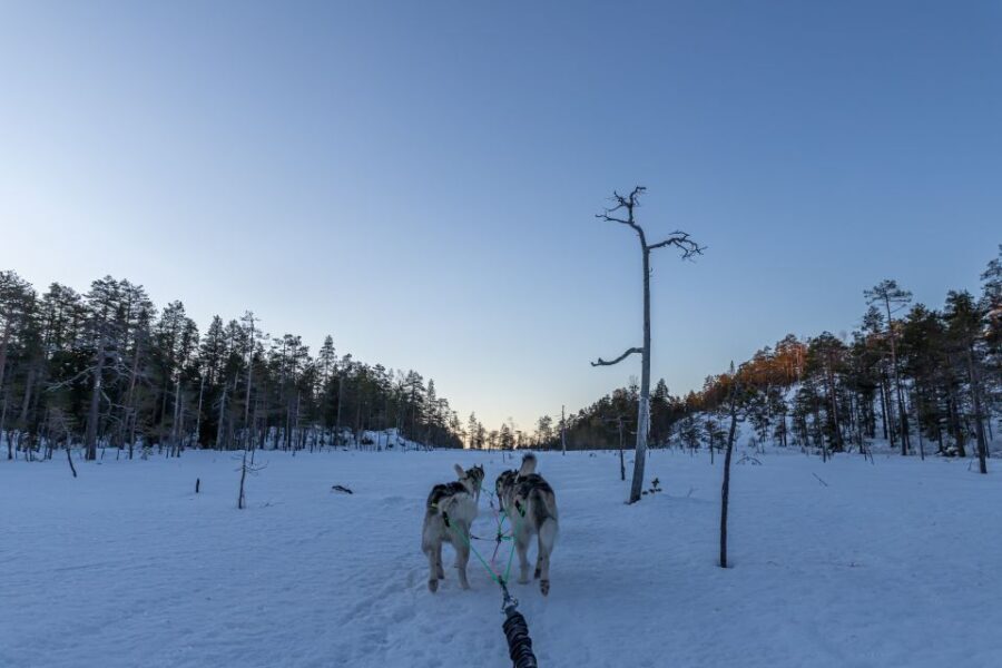 Kemi: Sled Dog Husky Safari Including Hot Drink - The Pricing and What You Get
