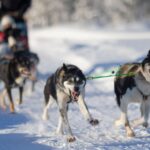 Kemi-Tornio: Husky Sled Ride with Hot Drink - What’s Included and Important Details