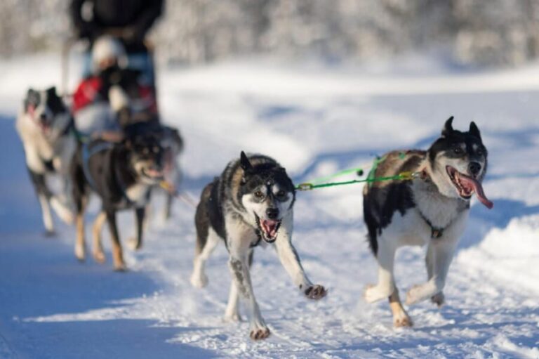 Kemi-Tornio: Husky Sled Ride with Hot Drink - What’s Included and Important Details