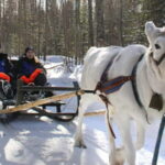 Kemi-Tornio: Reindeer farm experience - Is It Worth the Price?