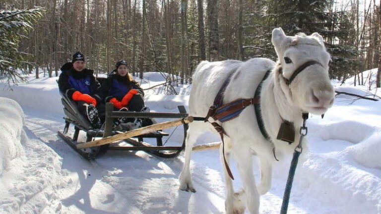 Kemi-Tornio: Reindeer farm experience - Is It Worth the Price?