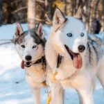 Kemijärvi: Insider Husky Self-Drive 5km Safari - The Actual Sledding Experience