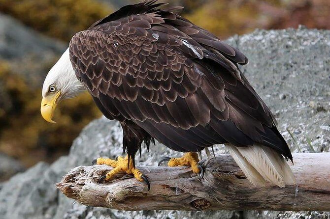 Ketchikan All In One - Is It Worth It?