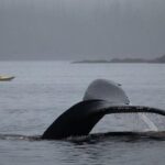 Ketchikan Kayak Eco-Tour - The Guides and Their Role