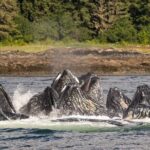 Ketchikan Ultimate Whale Watching, Wildlife, & Wilderness Dining - A Deep Dive into the Experience