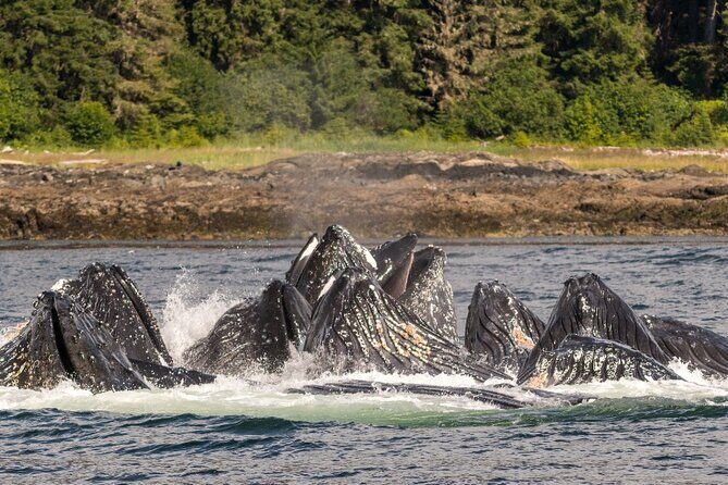 Ketchikan Ultimate Whale Watching, Wildlife, & Wilderness Dining - A Deep Dive into the Experience
