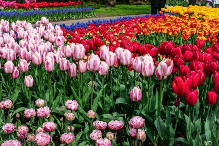 Keukenhof Luxury Private tour w. Canal Cruise. - Who Should Consider This Tour?