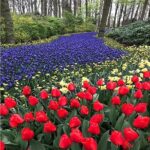 Keukenhof Private Floral Tour from Amsterdam - The Cost and Value