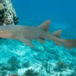 Key Largo Scuba Trip, 2 Location - 65 Min Per Site - The Itinerary: What to Expect