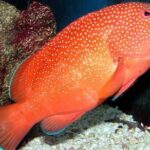 Key West Aquarium Admission - The Pros and Cons Based on Real Experiences