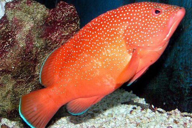 Key West Aquarium Admission - The Pros and Cons Based on Real Experiences