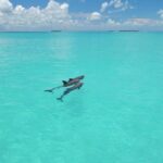 Key West Dolphin Watch and Snorkel Tour - Eco Adventure - Who Would Love This Tour?