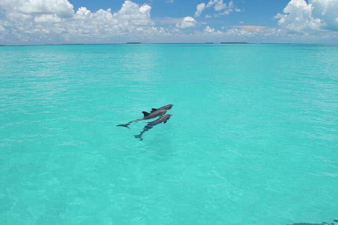 Key West Dolphin Watch and Snorkel Tour - Eco Adventure - Who Would Love This Tour?