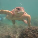 Key West SNUBA Experience - The Downside: Costs and Additional Fees