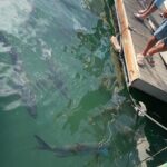 Key West Waterfront Cocktail Walk to Mallory Squares Sunset Celebration! - The Sum Up