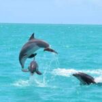 Key West's Favorite Afternoon Dolphin Sail - Why This Tour Works Well