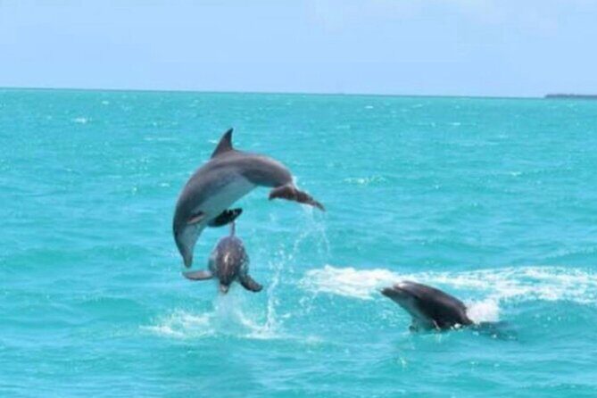Key West's Favorite Afternoon Dolphin Sail - Why This Tour Works Well
