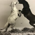 Kicking Red Canyon Wild Mustang Bus Tour Deals 5 PM In Cody - Who Should Consider This Tour?