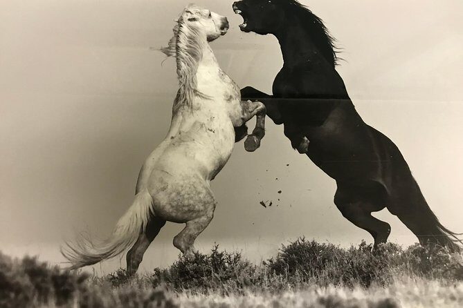 Kicking Red Canyon Wild Mustang Bus Tour Deals 5 PM In Cody - Who Should Consider This Tour?