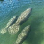 Kings Bay Manatee Watching Cruise - The Meeting Point & Logistics