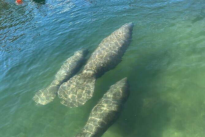 Kings Bay Manatee Watching Cruise - The Meeting Point & Logistics