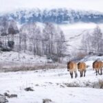 Kingussie: Highland Wildlife Park Entry Ticket - What We’ve Learned from Visitors