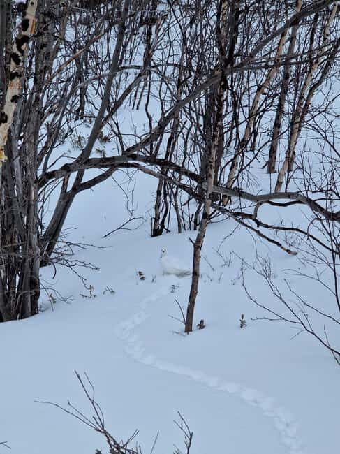 Kiruna: Abisko National Park Snowshoe Hike with Lunch - What to Expect from the Snowshoe Hike
