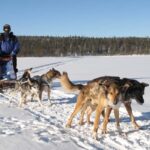 Kiruna: Dogsledding Husky tour with Lunch - The Wilderness Camp and Lunch