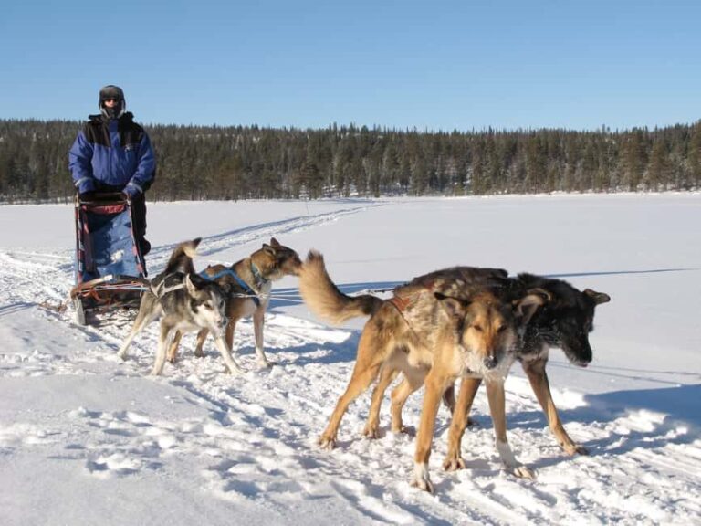 Kiruna: Dogsledding Husky tour with Lunch - The Wilderness Camp and Lunch