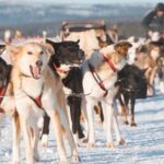 Kiruna: Drive Your Own Team Lunch Tour - What’s the Experience Really Like?