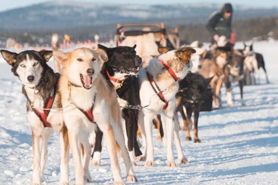 Kiruna: Drive Your Own Team Lunch Tour - What’s the Experience Really Like?