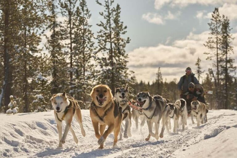 Kiruna: Family-friendly Short Husky Tour with Coffee - The Practical Side: What to Know Before You Book