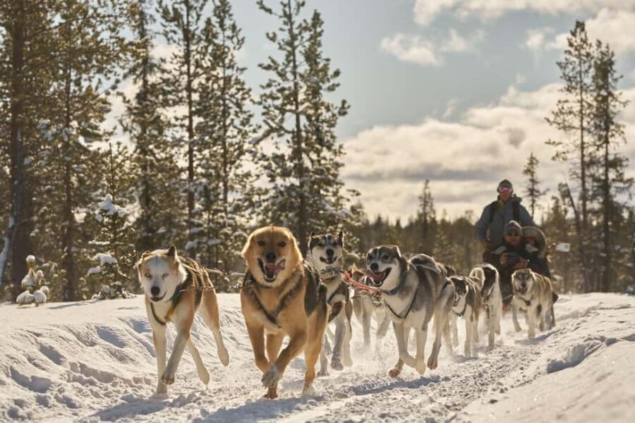 Kiruna: Family-friendly Short Husky Tour with Coffee - The Practical Side: What to Know Before You Book
