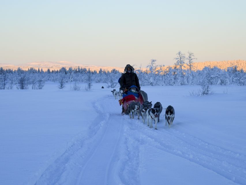 Kiruna: Guided Afternoon Drive Your Own Dog Sled Tour - The Value & Overall Impression
