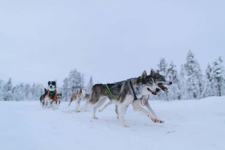 Kiruna: Husky Sled Ride with Traditional Lunch - Final Thoughts: Who’s This Tour For?