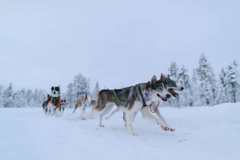 Kiruna: Husky Sled Ride with Traditional Lunch - Final Thoughts: Who’s This Tour For?