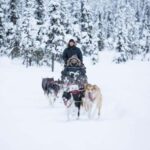 Kiruna: Morning Dogsled Ride with Swedish Fika - The Huskies and the Guides