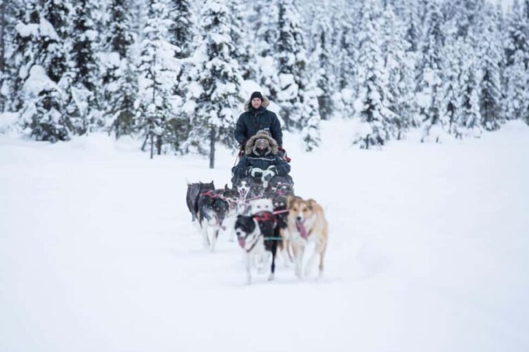 Kiruna: Morning Dogsled Ride with Swedish Fika - The Huskies and the Guides